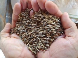 Secretaria de Agricultura iniciará entrega de sementes de aveia a produtores rurais a partir da próxima segunda-feira (13)