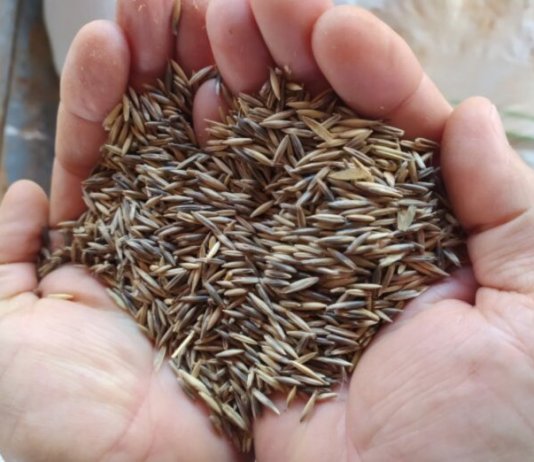 Secretaria de Agricultura inicia a entrega de sementes de aveia a produtores rurais