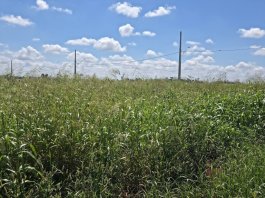 Prefeitura de Nova Santa Rosa reforça importância da limpeza de terrenos urbanos