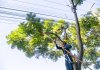 Mutirão de poda da Copel mobilizará 20 equipes em Nova Santa Rosa