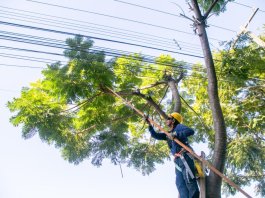 Mutirão de poda da Copel mobilizará 20 equipes em Nova Santa Rosa