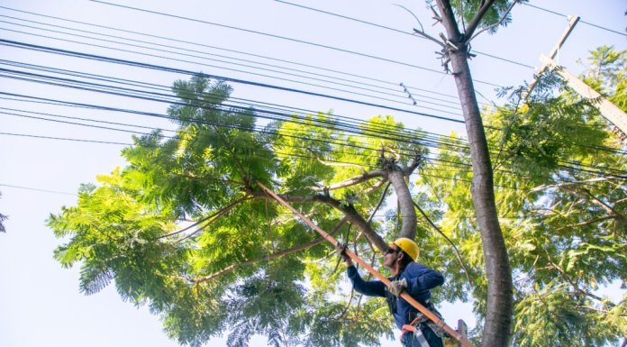 Mutirão de poda da Copel mobilizará 20 equipes em Nova Santa Rosa