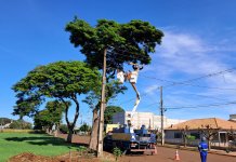 Mutirão de Poda da Copel mobiliza cerca de 80 profissionais em Nova Santa Rosa